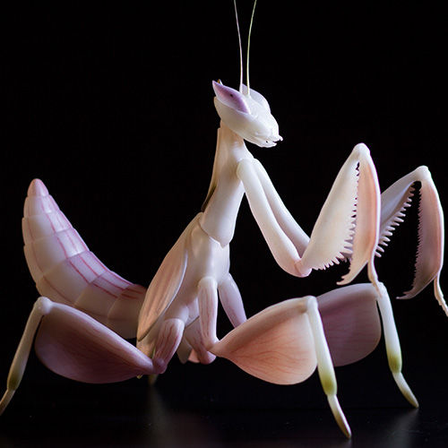 BJD Mantis Doll