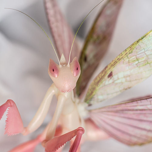 Very realistic mantis doll