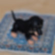 Puppy Dachshund Doll