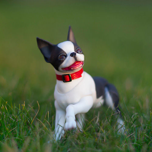 Thumbnail: Articulation Boston Terrier Doll runs on the grass