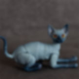 Sphynx BJD