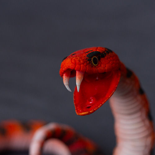 Thumbnail: bjd snake red hissing