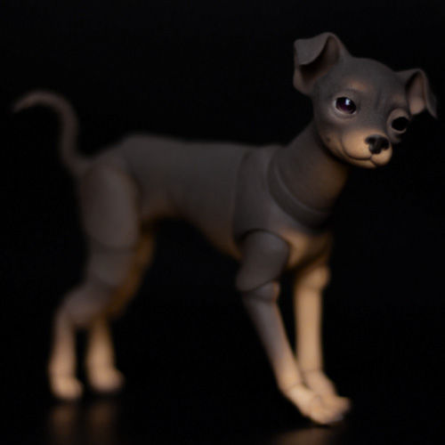 Thumbnail: Toy Terrier BJD Black and tan with folded ears