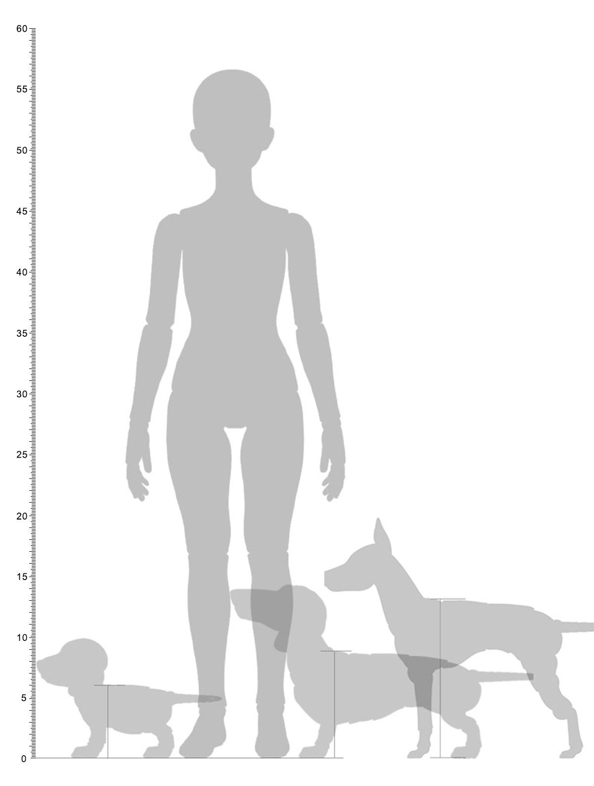 1:3 scale SD BJD doll height chart with puppy, dachshund, and toy terrier size reference.