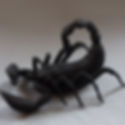 BJD  scorpion