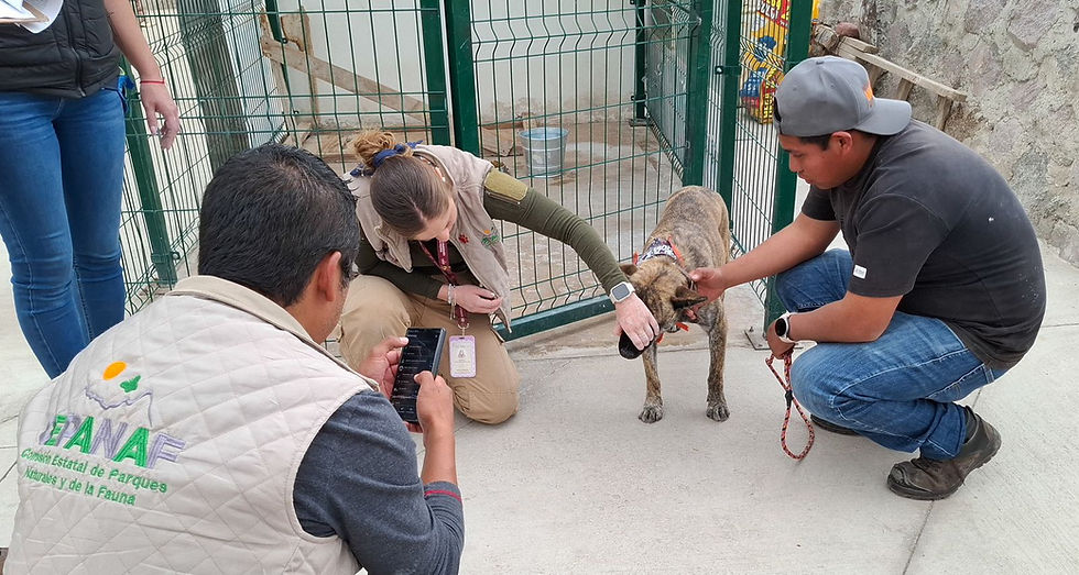 Respalda PROPAEM operación del Centro de Bienestar Animal de Tepotzotlán; destacan instalaciones y trato digno