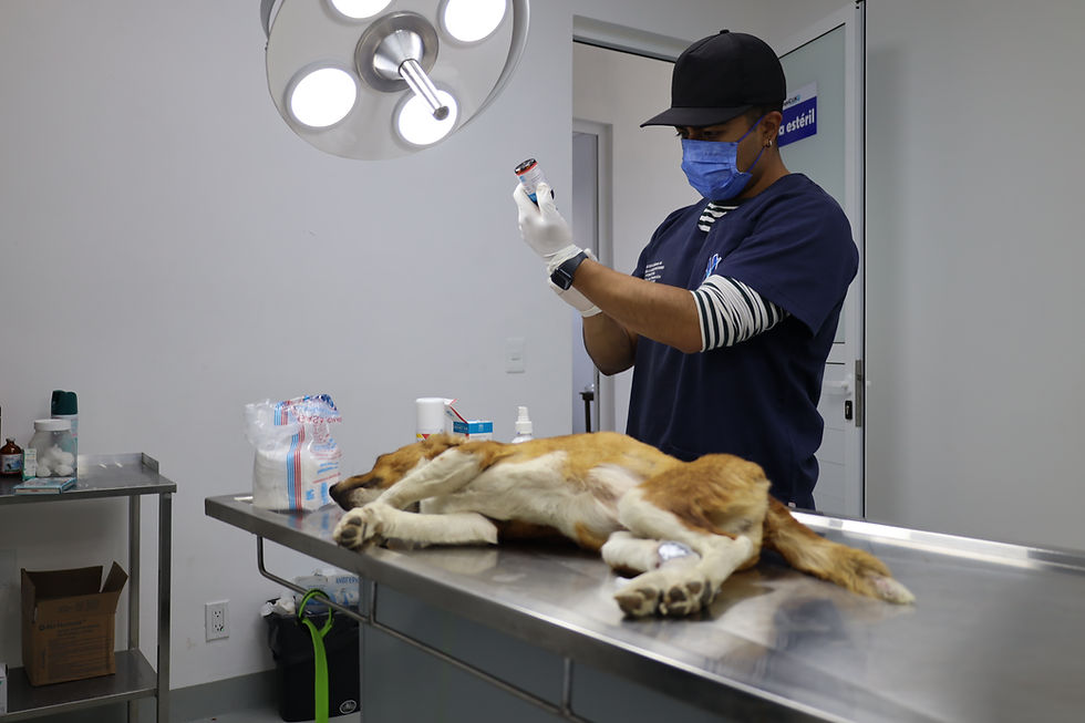 ATIENDE GOBIERNO DE HUIXQUILUCAN A MÁS DE 800 MASCOTAS CON SERVICIOS VETERINARIOS GRATUITOS