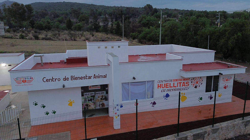 Tepotzotlán resguarda a ocho perros tras denuncia vecinal en Santiago Cuautlalpan