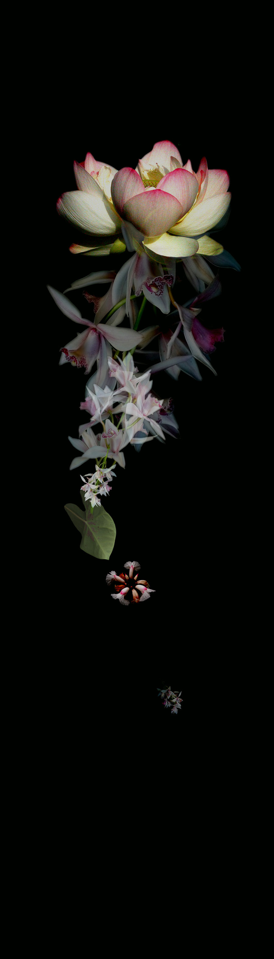 Garlands (Lotus)