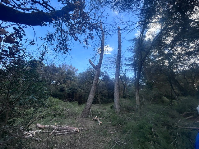 Abattage d’arbre vaucluse