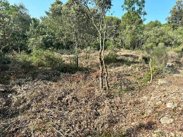 Réalisation Aubanel Paysage paysagiste à Caromb dans le Vaucluse : débroussaillage, élagage, entretien de jardin et aménagement extérieur