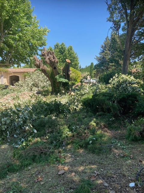 Abattage d’arbre vaucluse