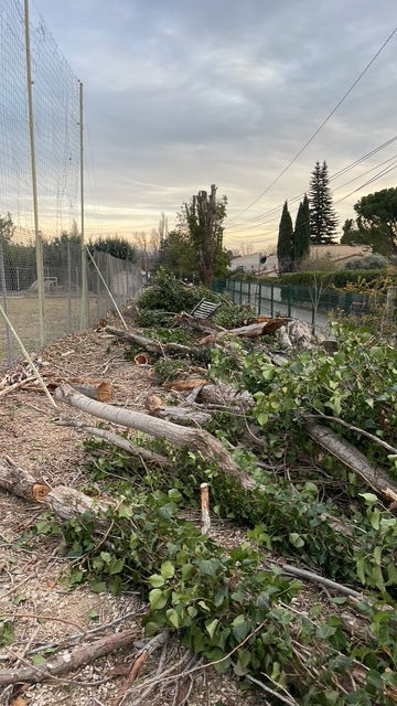 Abattage d’arbre vaucluse