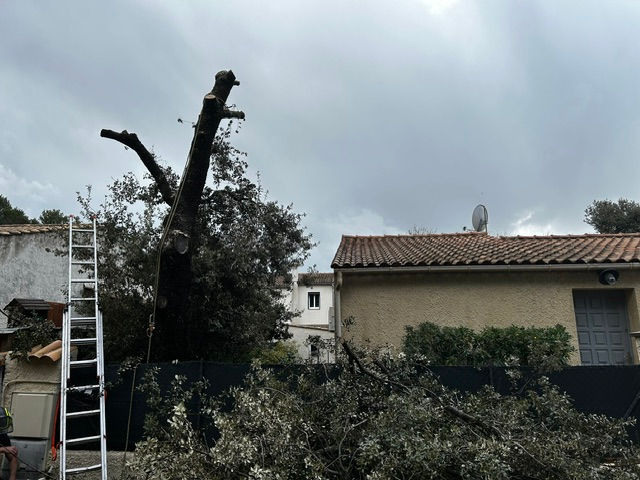 Abattage d’arbre vaucluse
