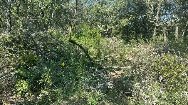 Réalisation Aubanel Paysage paysagiste à Caromb dans le Vaucluse : débroussaillage, élagage, entretien de jardin et aménagement extérieur
