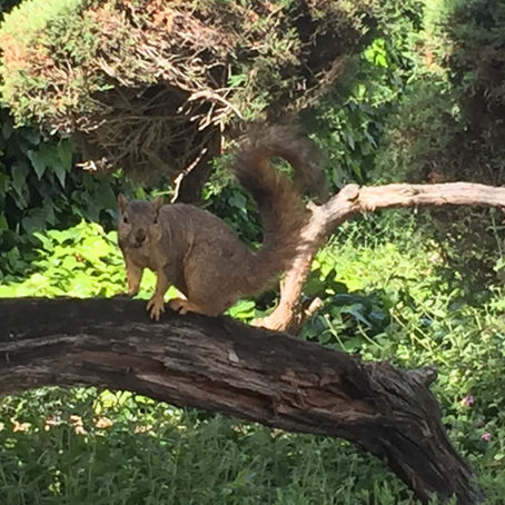 A Blessed Palm Sunday 2019