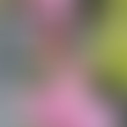 I Need a Little Luck