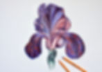 Iris (ballpoint drawing).jpeg