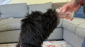 How Do You Train a Gluten Detection Dog?