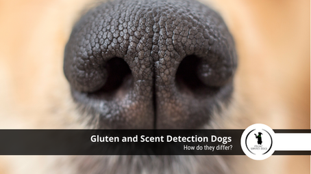 Gluten Detection Dogs: How Do They Differ from Other Scent Detection Dogs?
