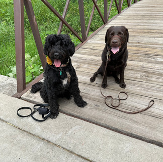 2 gluten detection dogs, Portuguese Water Dog and Chocolate Labrador sitting on a bridge