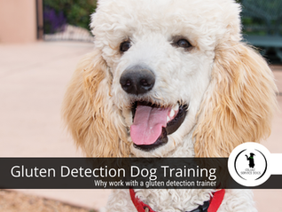 Gluten Detection Training: Why Working with a Gluten Detection Trainer is Essential