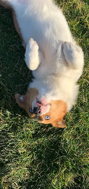 lola-playful.webp