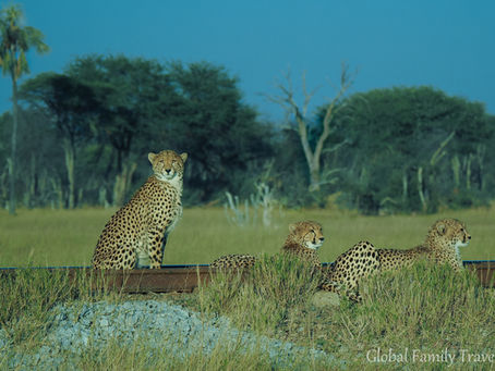 Awe-inspiring Zimbabwe: Conservation Safari Highlights