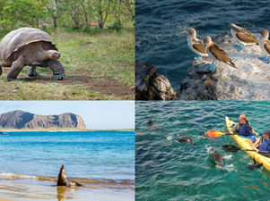 Land-Based Galápagos Island-Hopping Tours: Snorkeling with fish, l kayaking next to Sea lions; Giant Tortoises and Blue footed boobies.