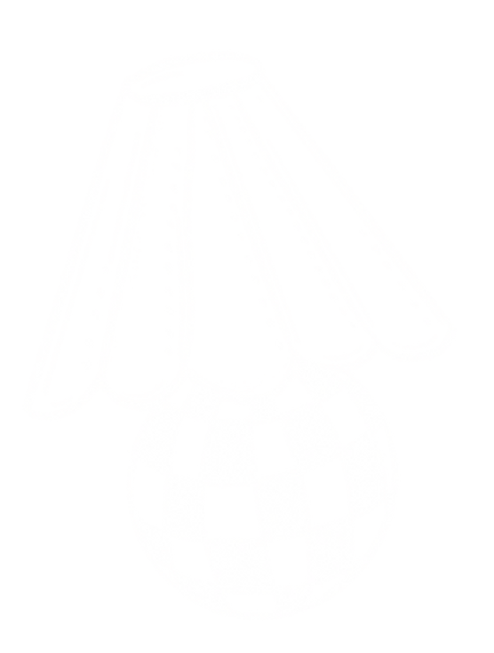 FG_Illustrations.png