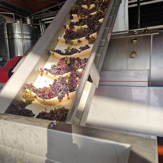 Τρύγος 2024 από το Κτήμα Ζαφειρακη