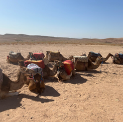 Marrakech: Quad and Camel Rides in the Agafay Desert with Dinner Show + Pool Access