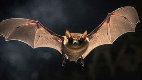 How to Keep Bats Out of Your Home