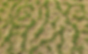 What are the Stripes in My Lawn?