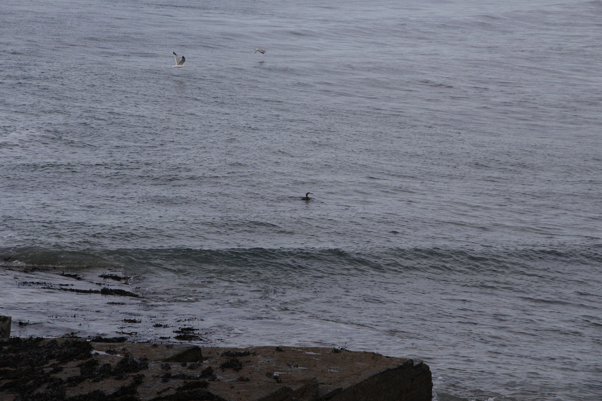Dunnet