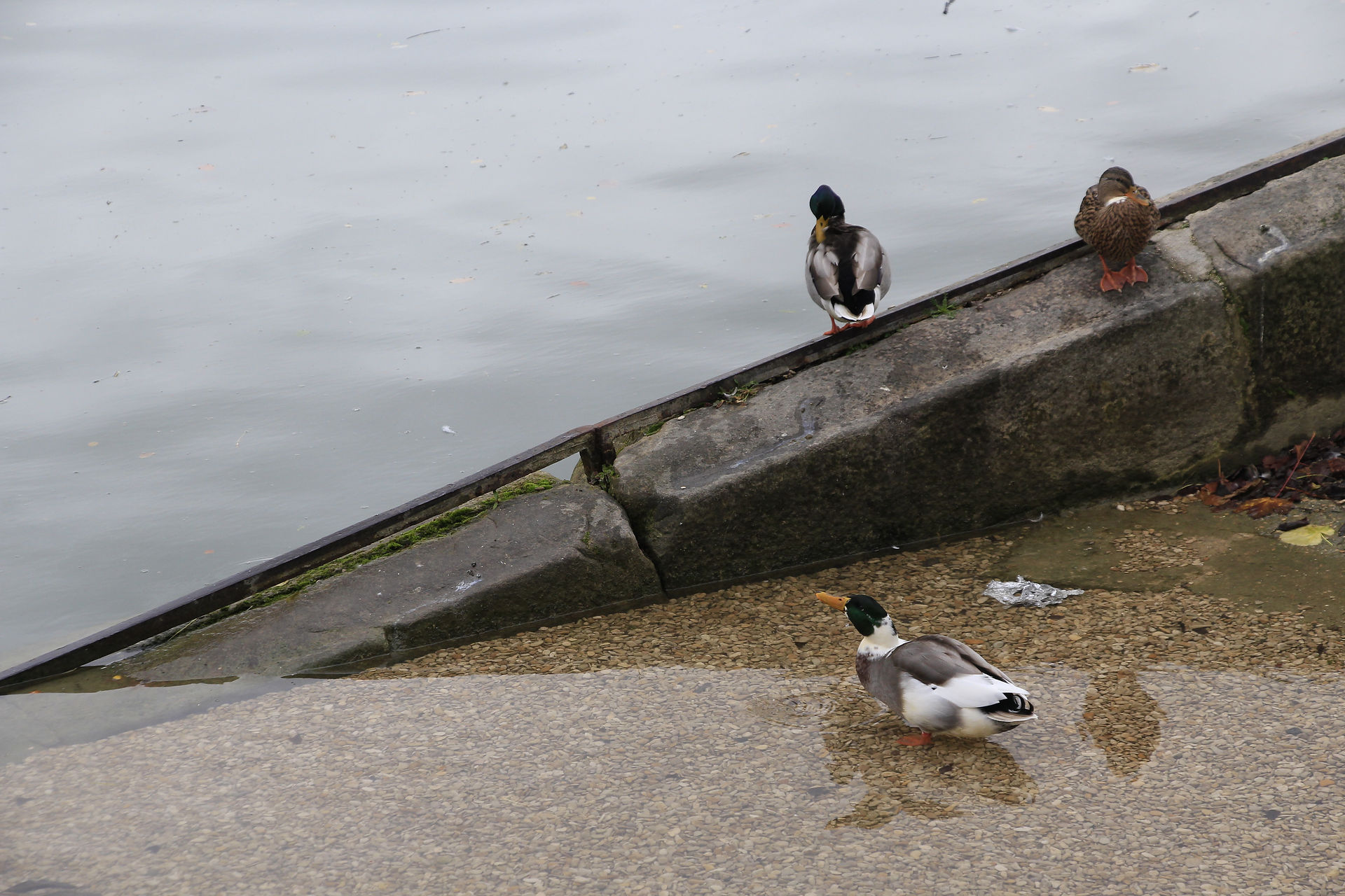 Encore un canard bizarre