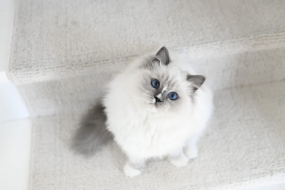 Blue Mitted Blaze Ragdoll