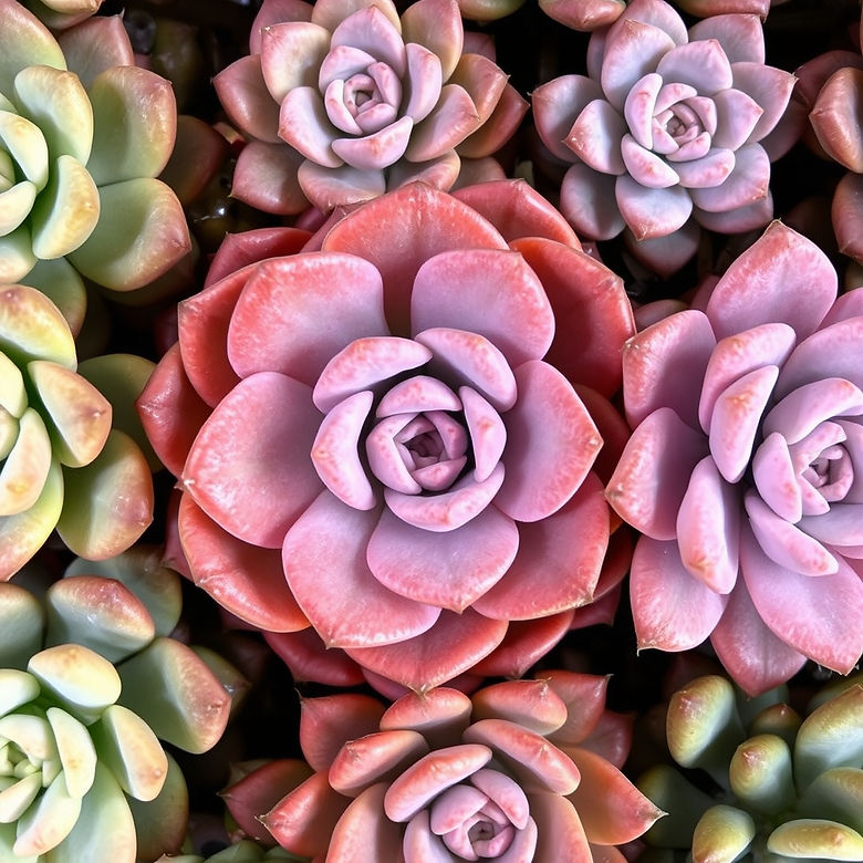 close up of succulents.jpg