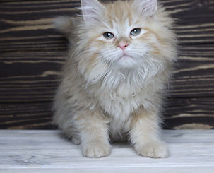marmalade1.jpg
