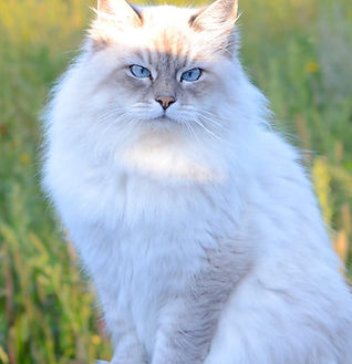 WhatsApp Image 2025-10-24 at 11.03.31 AM.jpeg