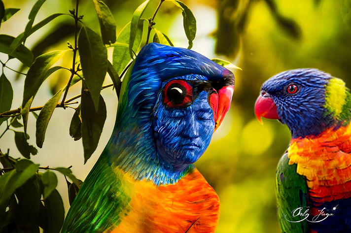 lorikeet lovers_2 copy.jpg
