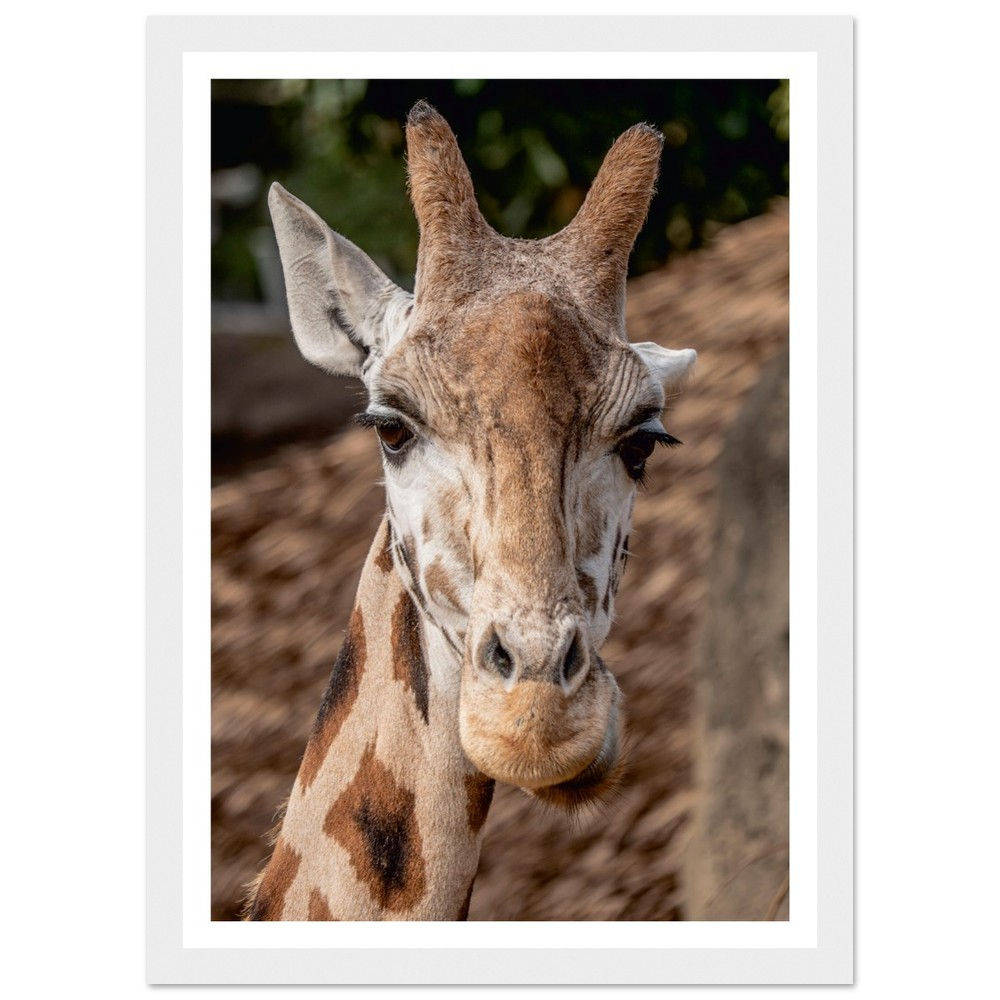 Classic Semi-Glossy Paper Wooden Framed Poster - Gentle giant