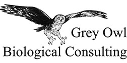 GreyOwl-Logo-Gray-ClearBackground.jpg