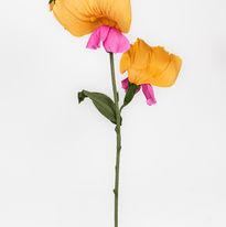 Sweet pea giant flower