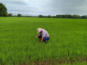 Capacitación a agricultores fortalece el uso responsable de plaguicidas y la sostenibilidad en Panamá