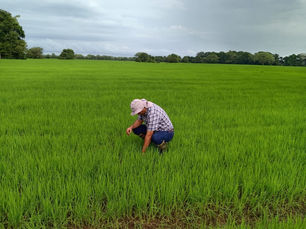 Capacitación a agricultores fortalece el uso responsable de plaguicidas y la sostenibilidad en Panamá