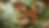 resized_treehouse_section_background (1).png