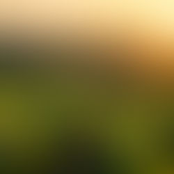 campo de plantação verde com sol no fundo