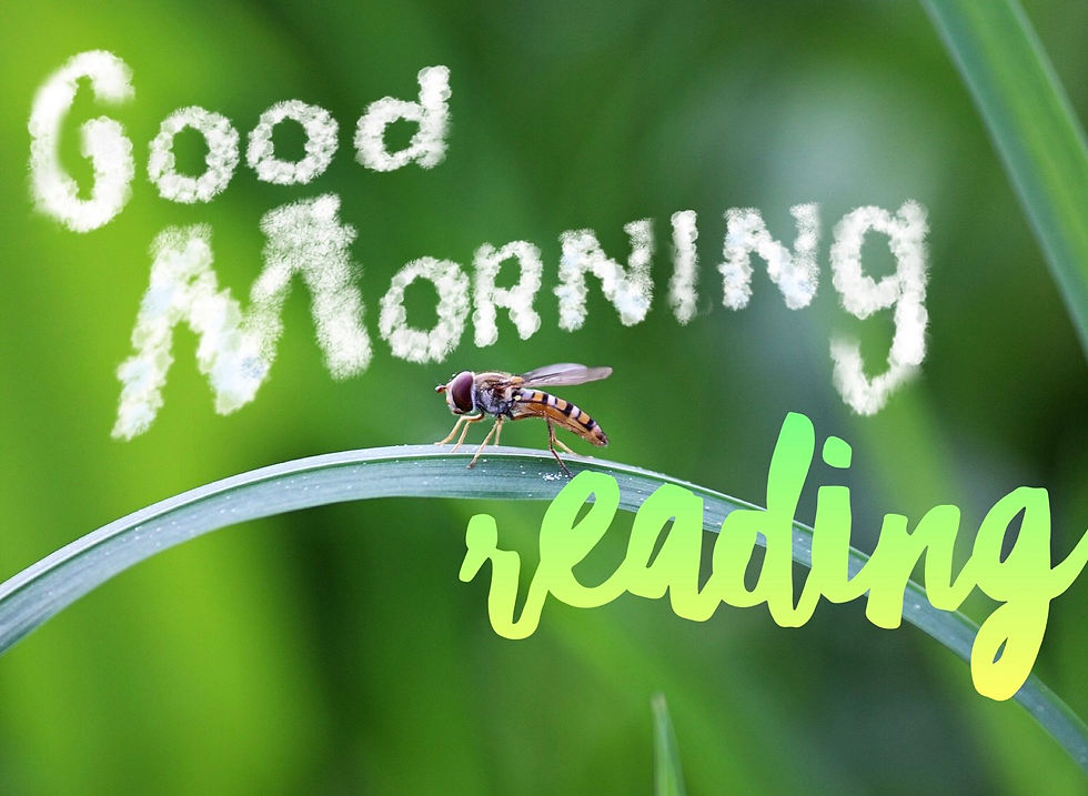 Good Morning 3 Card Reading