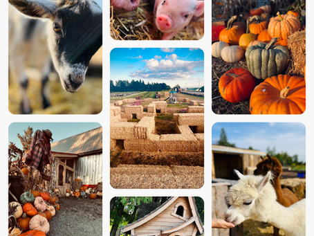 How to choose your pumpkin? Our tips for finding the perfect one